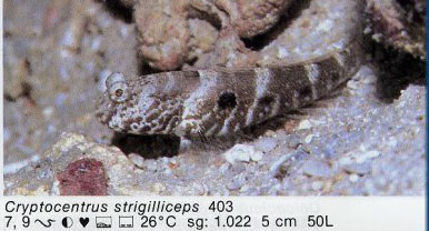 Cryptocentrus strigilliceps